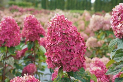 hydrangea limeligth 6 rooted cutings 6-10 inch good quality guaranteed