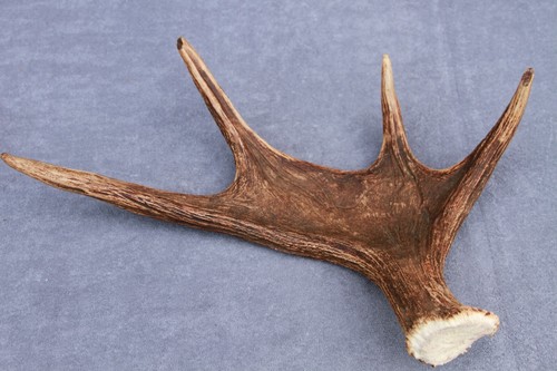 CONJUNTO/PAR DE ASTAS DE ALCE SALVAJE NATURALMENTE DESPRENDIDAS (CUERNO, CUCHILLO, MASTICABLE, TAXIDERMIA) - Imagen 10 de 16