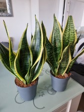 2x large snake plant (Sansevieria) 40cm tall in grey nursery pot.
