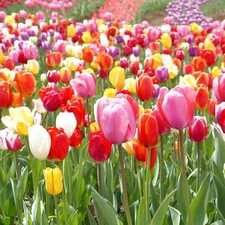 100 Mixed Tulip Bulbs Spring Blooming Colorful Landscaper Garden Planting
