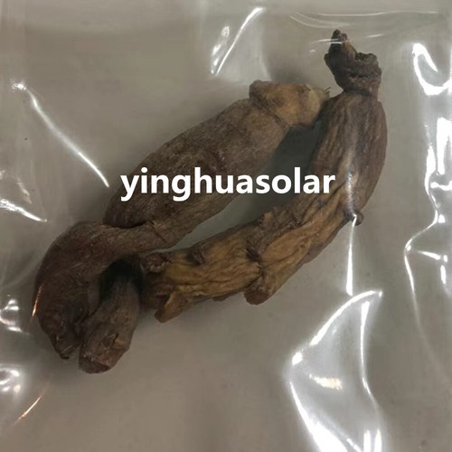 10-12 Years Top Grade AAAA+++++ Wild Old Red Ginseng Best Quality - Picture 3 of 14
