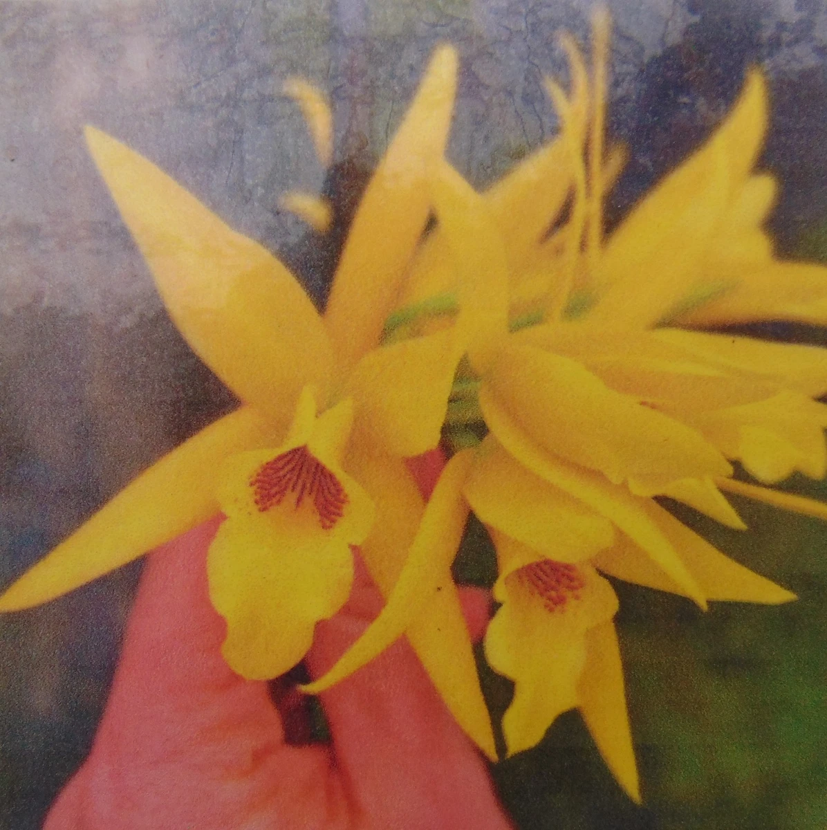 Laelia Tropical Neutral Orchids for sale | eBay