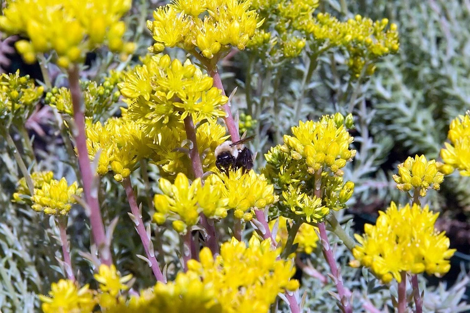 SEDUM RUPESTRE BLUE SPRUCE 200 SEEDS, HARDY SEDUM, YELLOW FLOWERS IN SUMMER - Image 2 of 4