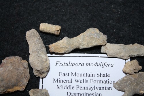 Pennsylvanian East Mountain Schiefer fossil Koralle Bryozoa Schwamm Auswahl aus Liste - Bild 11 von 19