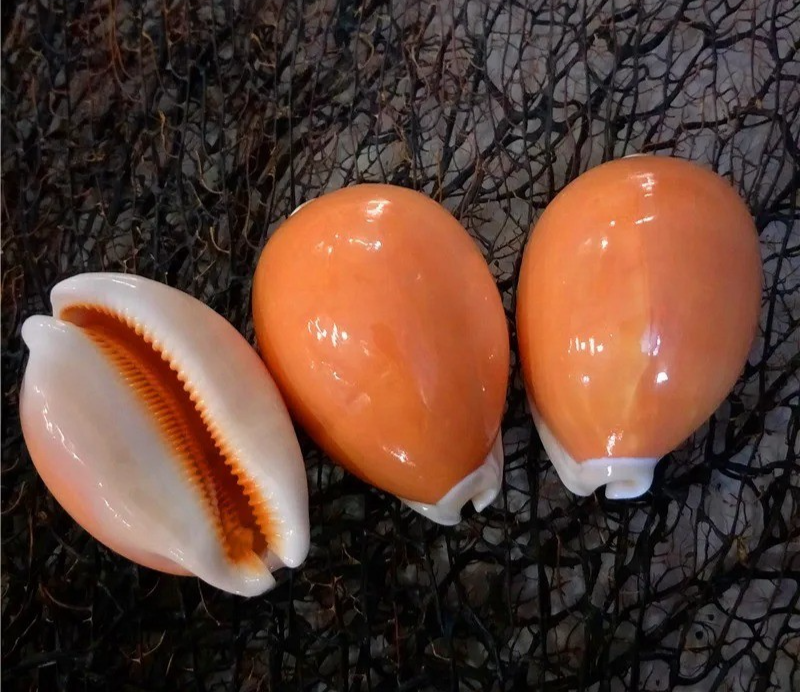 Large Natural Polished Golden Cowrie Seashell Rare Real Aquarium