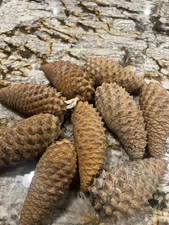 100 Knobcone Pinecones 3”-5”