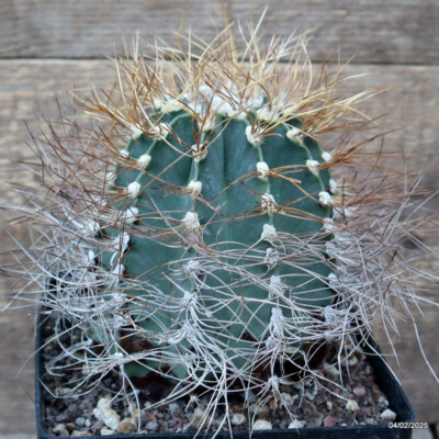 D2022 ASTROPHYTUM CAPRICORNE SENILIS pot14-H14-W12 cm MaMa Cactus