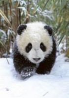 Panda Bear Card - P189 on sale Panda Bear Card - P189 on sale