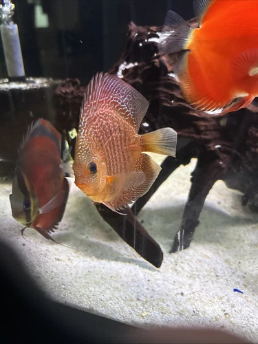 Discus Super Red Turq Or An Eruption