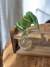 Philodendron Scandens Brasil House Plant Indoor Gift Easy Care Rooted Cutting