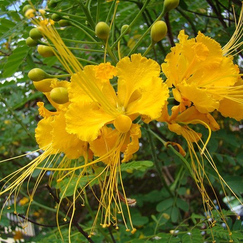 30 Seeds Yelow Pride Of Barbados Caesalpinia Pulcherrima Mexican Exotic Flower Ebay