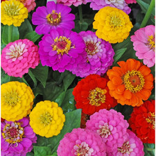 Zinnia Lilliput Flower Bulk Seed Mix | Non-GMO | Heirloom | Fresh Garden Seeds
