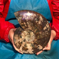 5.94LB Natural Ammonite Fossil Conch Quartz Crystal Specimen