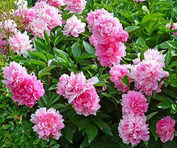 Peony Dr Alexander Fleming 1 x Bare Root Pink Large Flowers Perennial