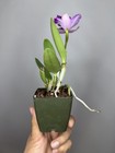 NEW! Unreleased 2027 Cattleya (C. Mem. Jerome Schultz x Slc. Cosmic Future) — photo 9