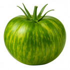 2 pk Berkley Tie Dye Green live Tomato Plant Seedlings 4