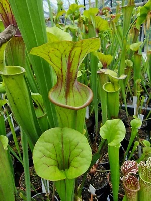 Sarracenia (flava var. atrop × Catesbaei) × S. moorei,fleischfressende Pflanzen, - Bild 1 von 3