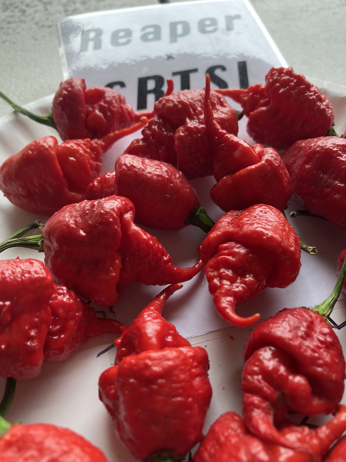 Carolina Reaper X SRTSL Hot Pepper Seeds 15+ Per Pack eBay