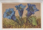 Stemless Gentian. Gentiana Acaulis.  Stehli Collection #308. Vintage — photo 1