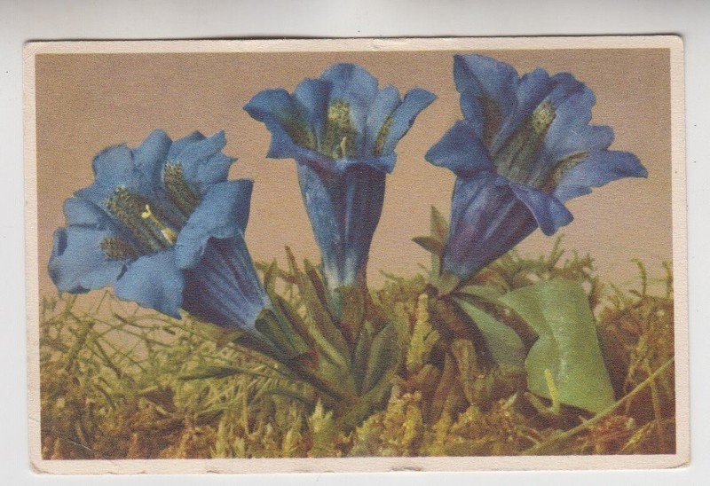 Stemless Gentian. Gentiana Acaulis.  Stehli Collection #308. Vintage