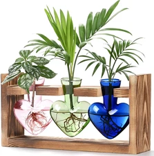 Heart Shaped Propagation Stations, Plant Terrarium with Wooden Stand, Plant Prop