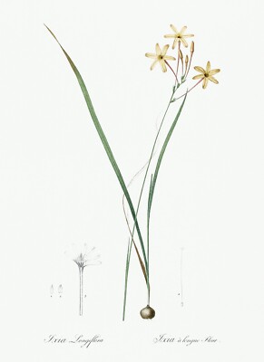 Ixia Longiflora  Lily Les Liliacees by Pierre Joseph Redouté Print Repro