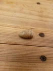 Civil War colt bullet found at Confederate camp battle of Petersburg VA