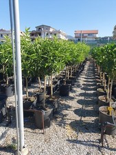 PIANTE DI LIMONI ARANCE CLEMENTINI E MANDARINI GRANDI IN VASO 35 N. 5
