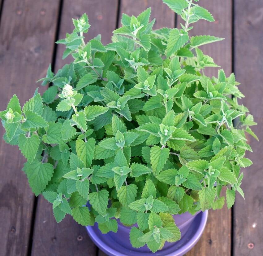 501+CATNIP Seeds Cat Sedative Herbal Fly/Mosquito Repellent Containers/Garden eBay