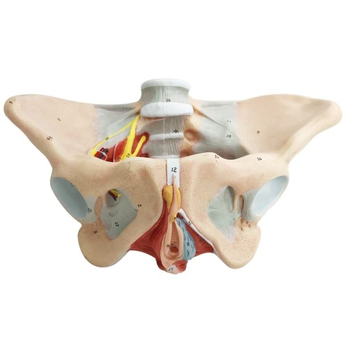 Female Pelvis Model with Pelvic Floor Muscles Perineal Model All in One Femal - Picture 2 of 7