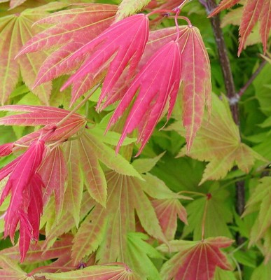 Japanischer Goldahorn Moonrise 30-40cm - Acer shirasawanum