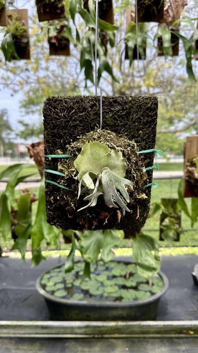 P.willinckii ’Jade Girl’ spore 308 観葉植物 P.willinckii 'Jade Girl' spore 1702