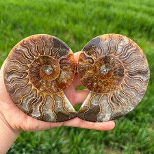 200g Un paio di conchiglie fossili di ammonite naturale esemplare di cristallo guarigione casuale 1PZ