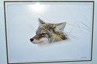 COYOTE UP TO HIS NECK IN SNOW Original Photograph by James T. Jones 1985 Framed
