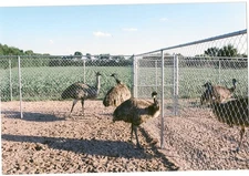 Fresh, Emu Eggs for Incubating from Unrelated Proven Breeder Pairs