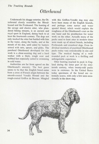 The Otterhound - CUSTOM MATTED - Vintage Dog Art Print - "G"
