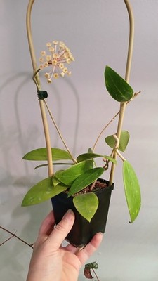 Hoya Parasitica