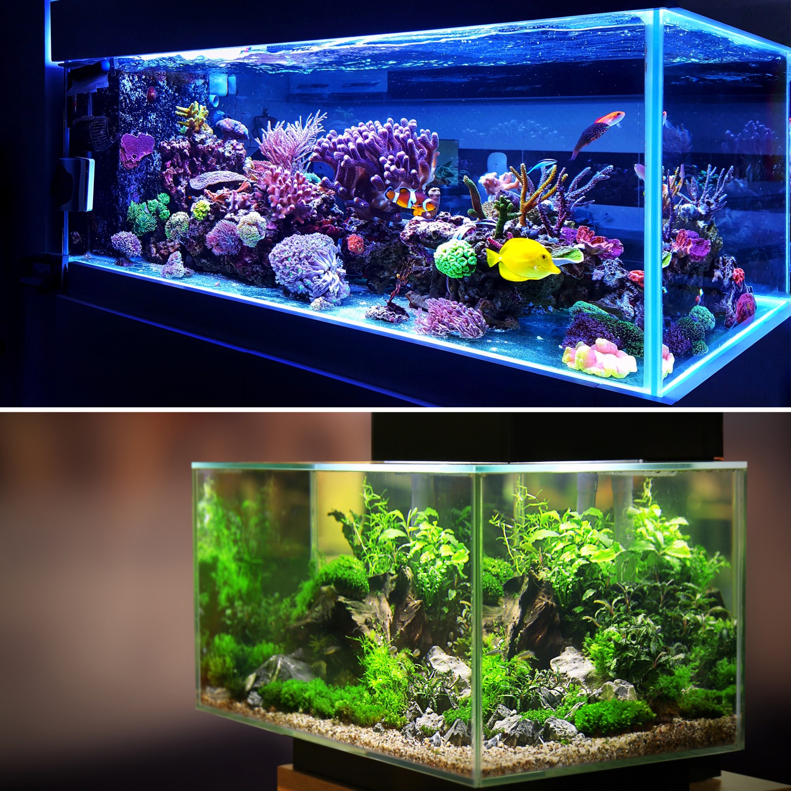 1pcs Pesciera Acquario Decorazioni Piante PE Ceramica Piante Decorazione 8,27" foto 2