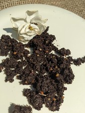 125 Red Wiggler Cocoons-FREE Shipping (Esenia...