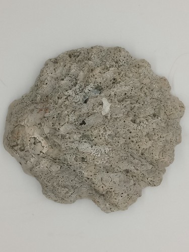 Florida Fossil  Shell Bivalve Hyotissa sp. BIG 4” Pliocene Age Oyster