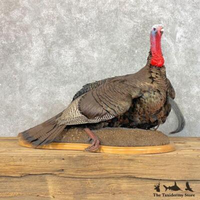 #22817 P | Eastern Wild Turkey Taxidermy Bird Mount For Sale