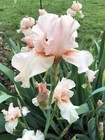 Bearded Iris 2 Rhizomes Lovely Pink Perennial