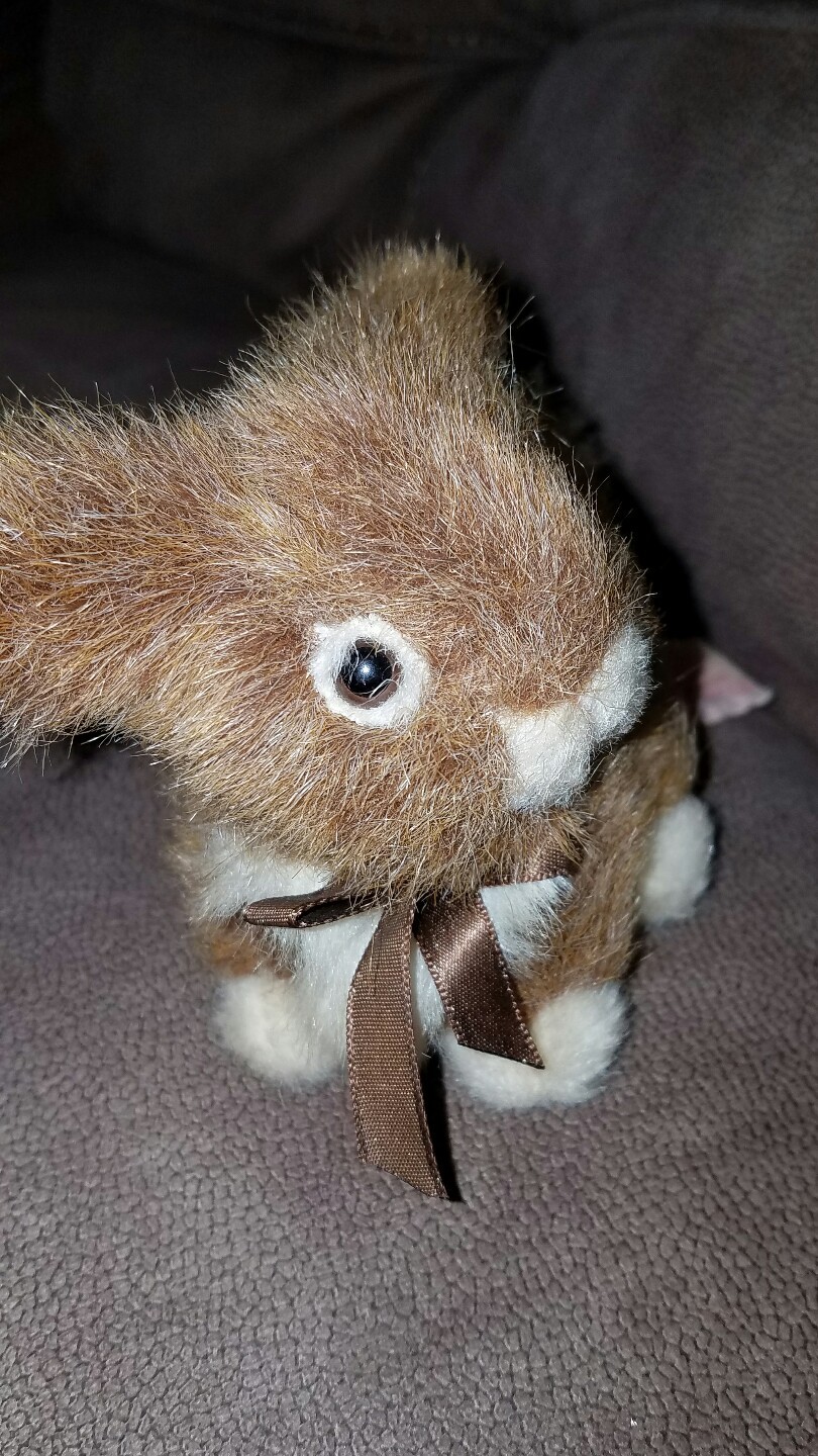 Russ Rabbits Russ Small Bunny Rabbit Named Brett 7