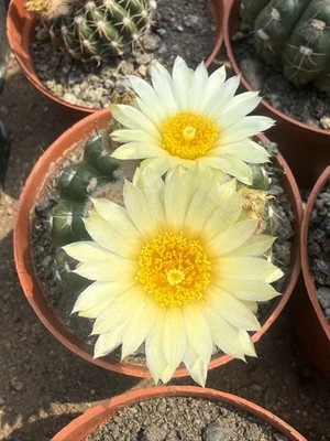 Notocactus uebelmannianus yellow flower cactus Cacti Succulent cactus plant