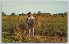 Peanut Harvest Time In The Southland 1960s Postcard Farming