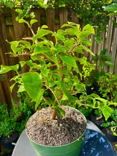 Bonsai Style Pre-bonsai red   Bougainvillea Tree 4 years