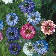 Love in a Mist MISS JEKYLL DOUBLE Mix Nigella Cottage Garden Non-GMO 200 Seeds