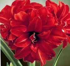 Double Red Peacock Amaryllis Jumbo Bulb, Pretty Flowers, Check our other items