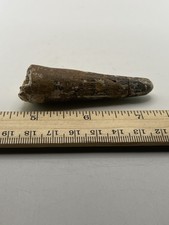 Spinosaurus 3” TOOTH  Teeth Dinosaur Fossil before T Rex Cretaceous F72