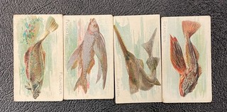 4 Card Lot: 1910 T58 American Tobacco (ATC) Fish Series—FLOUNDER FLYING FISH...